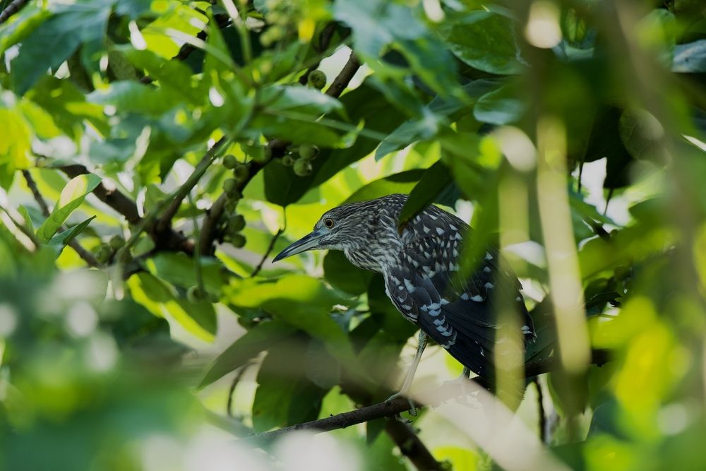 Photograph by Manish Rao