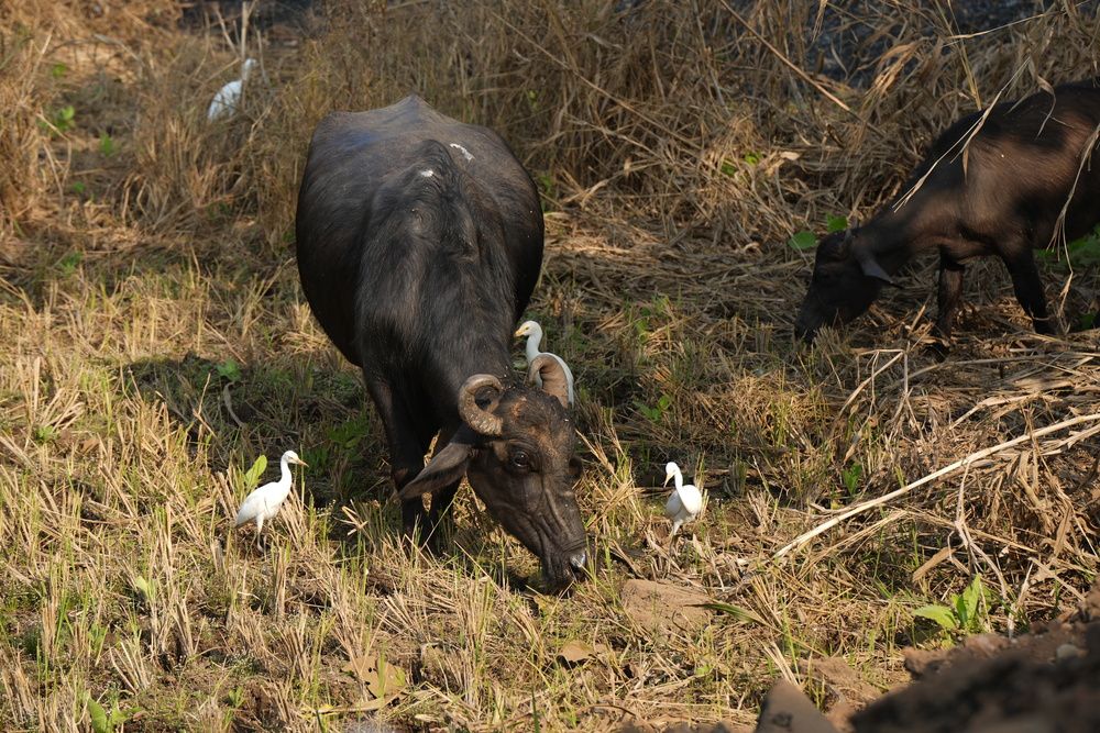 Photograph by Manish Rao