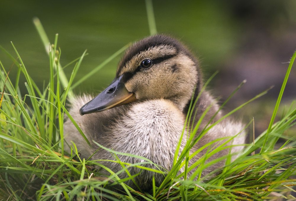 Фотография автора Linda Persson