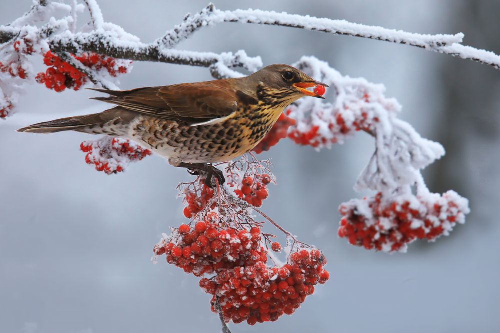 Фотография автора Николай Протасеня