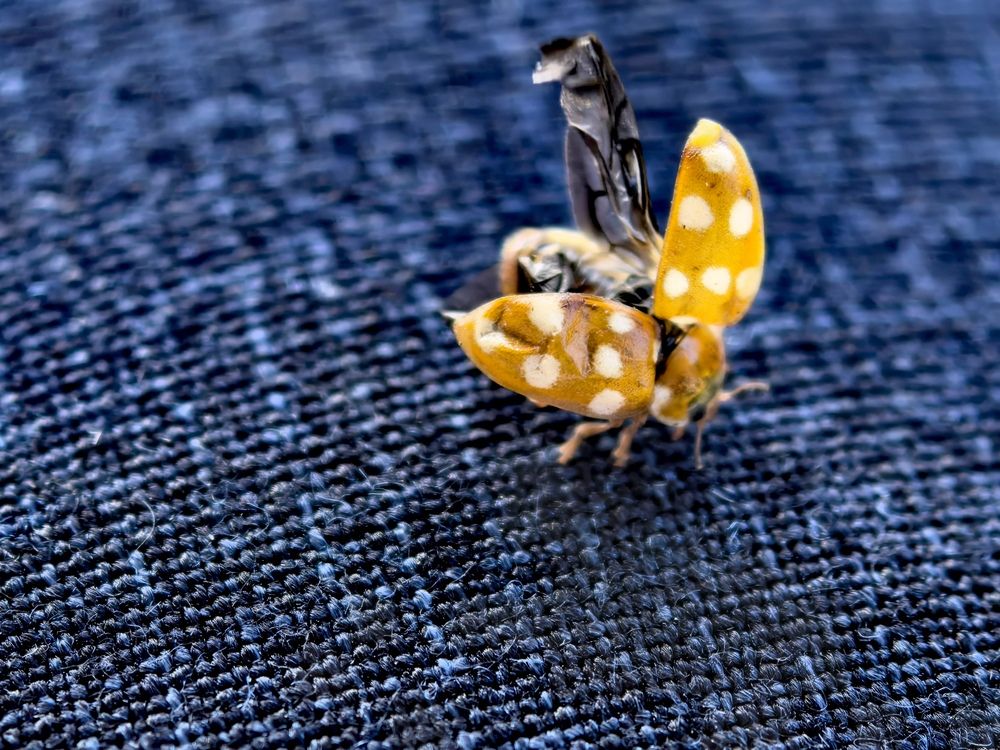 Фотография автора Елена Охапкина