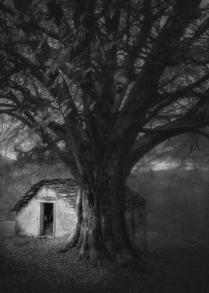 Photograph by de Franzoni Thomas