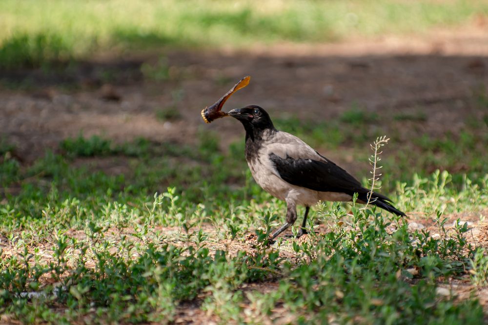 Ворона - добытчица