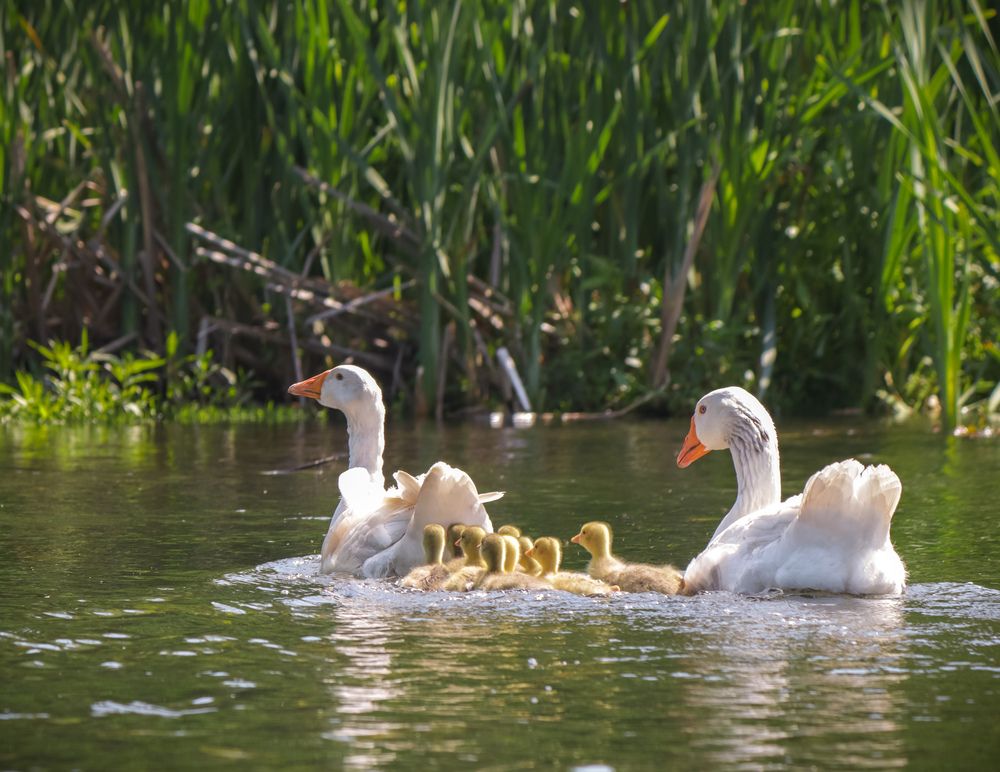 Photograph by Алексей Коврижных