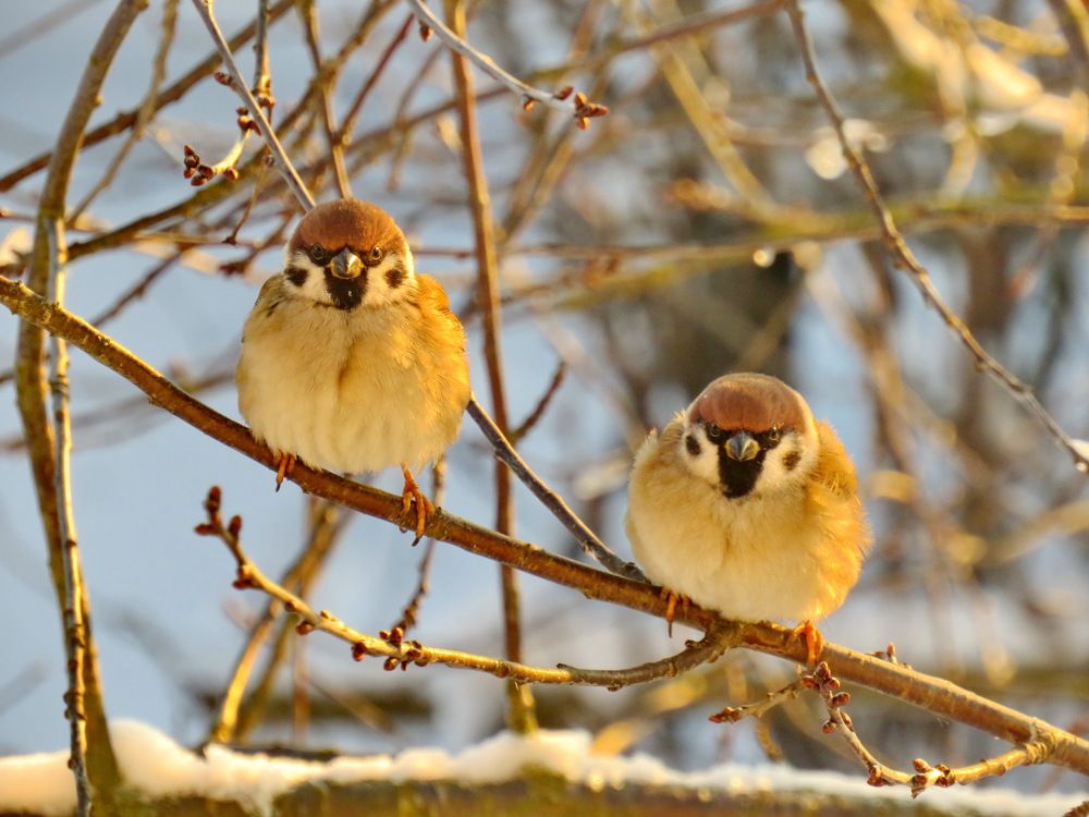 Two sparrows in the sun\'s rays