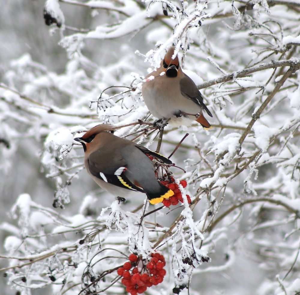 Photograph by Ольга