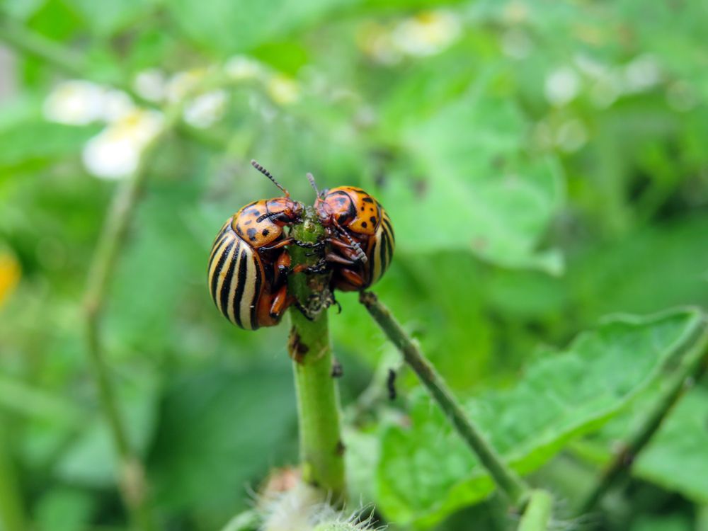 Colorado potato beetles