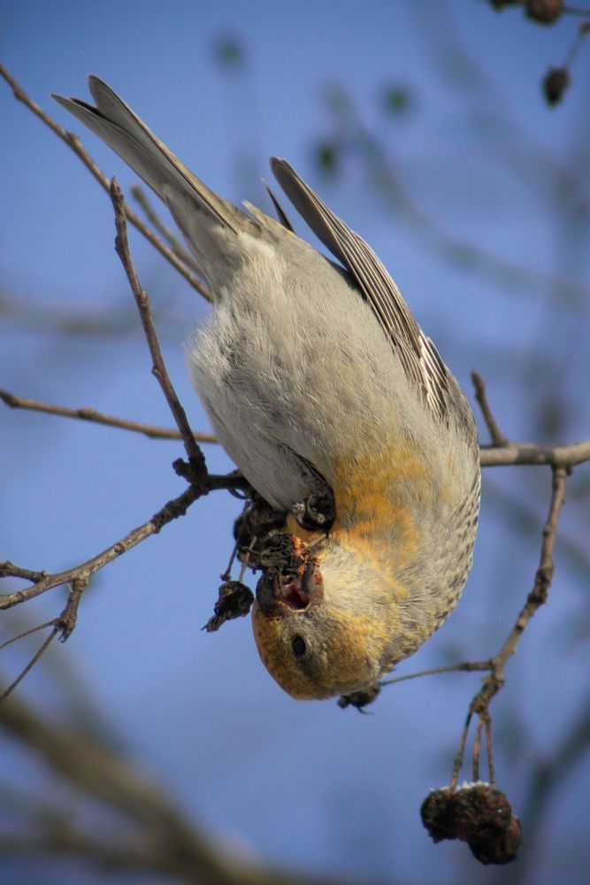 Если кушать, то изящно