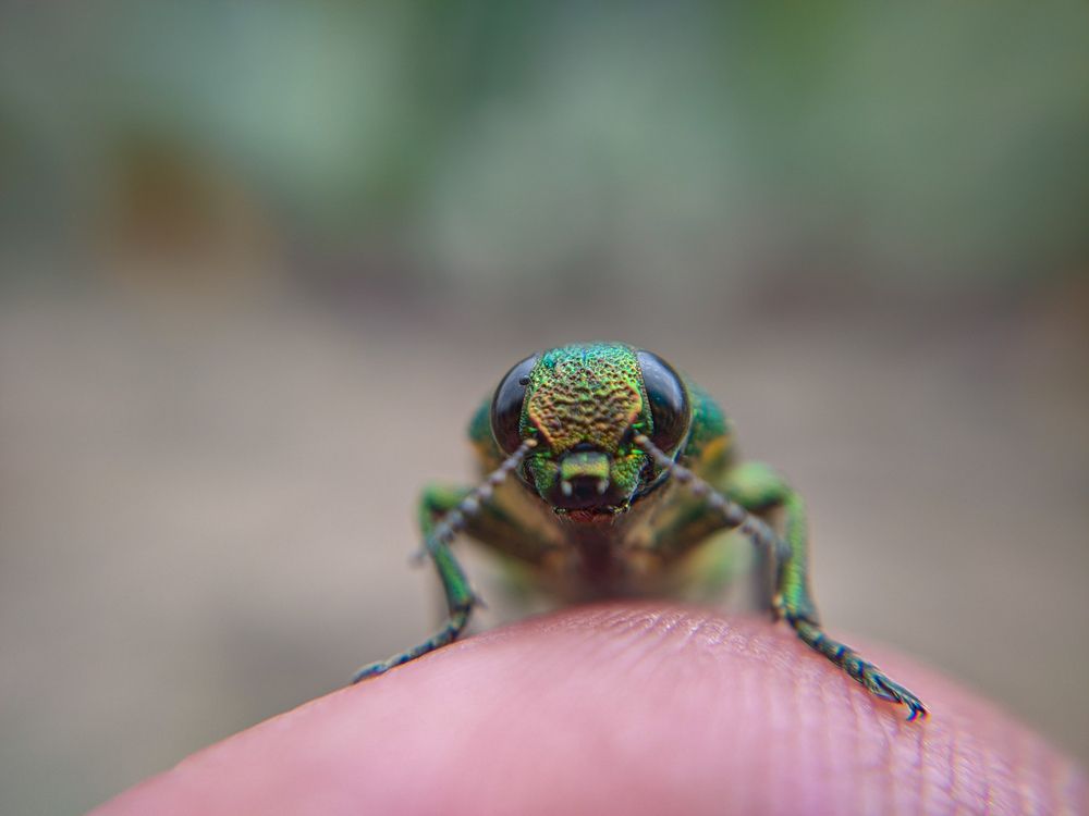 Фотография автора Vijayakumar