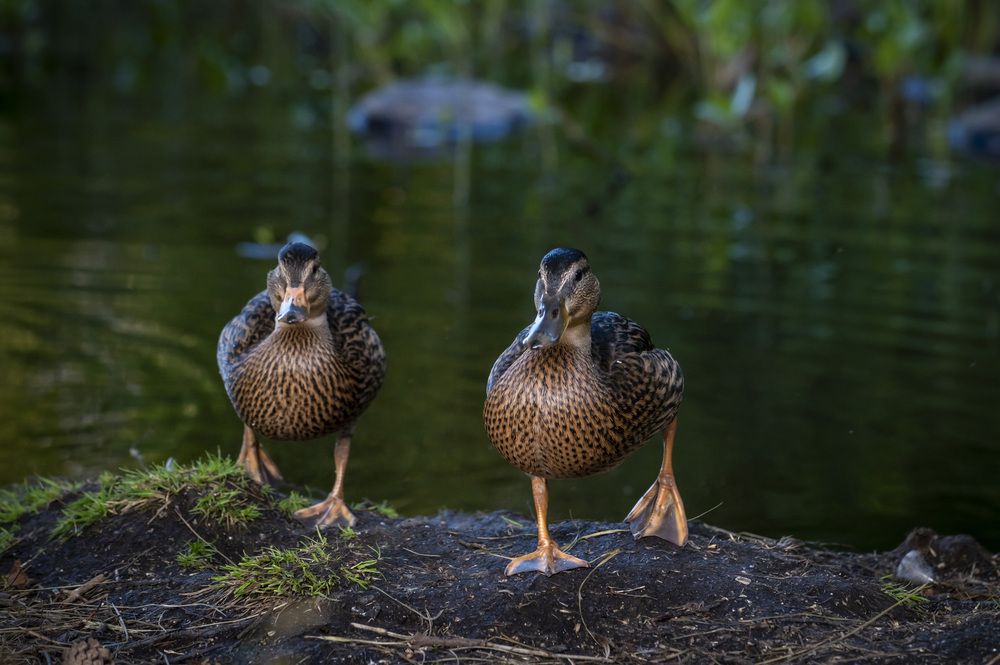 Фотография автора Linda Persson