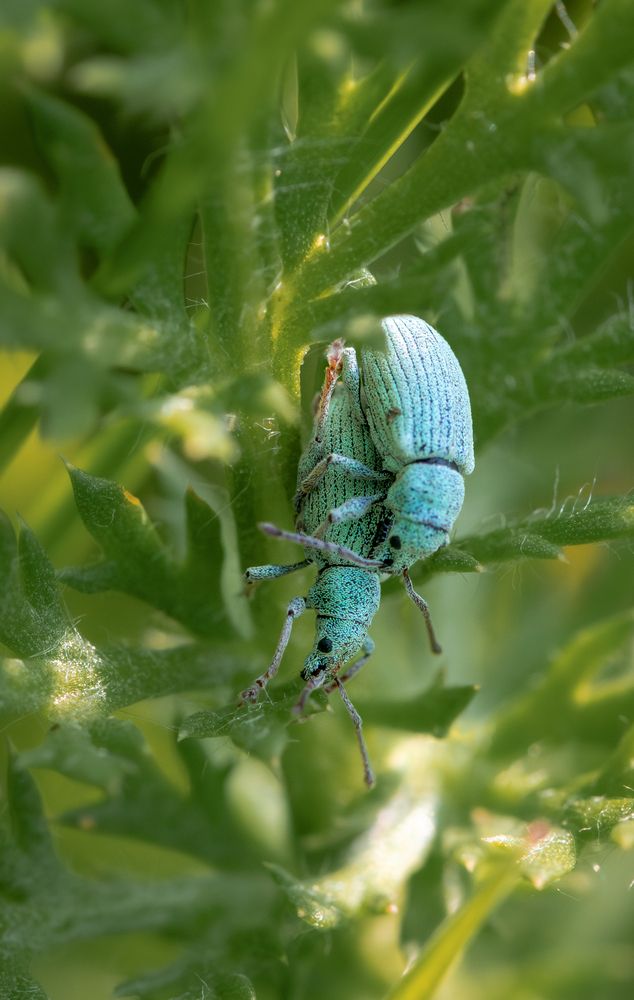 Photograph by Linda Persson