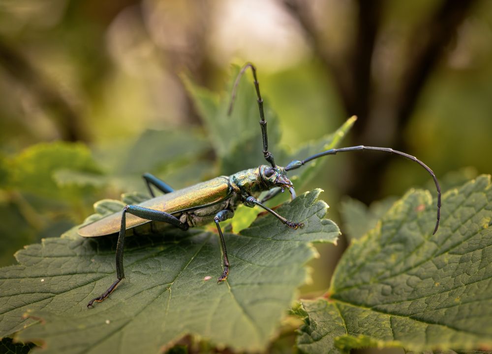 Photograph by Linda Persson