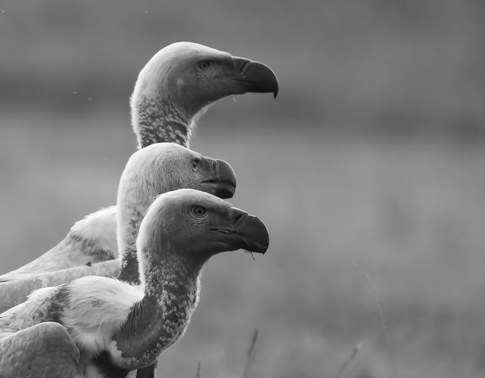 Photograph by Gavin Jones