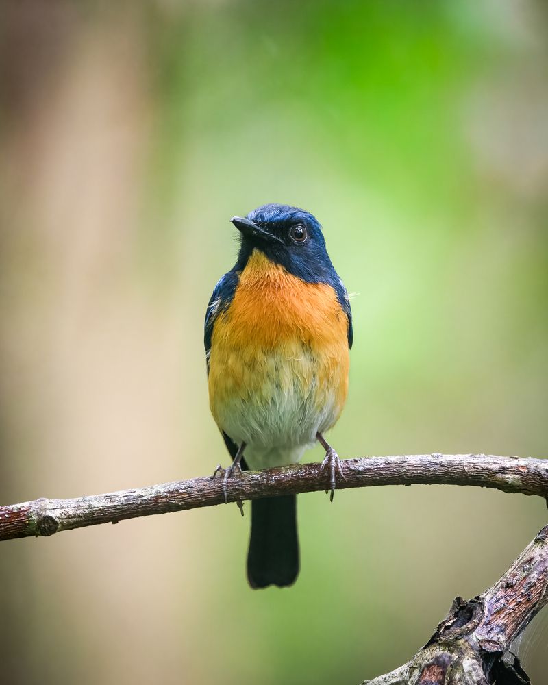 Mangrove blue flycatcher