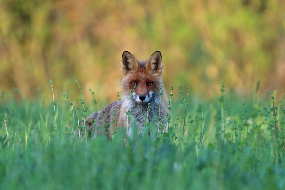 Photo #13257036