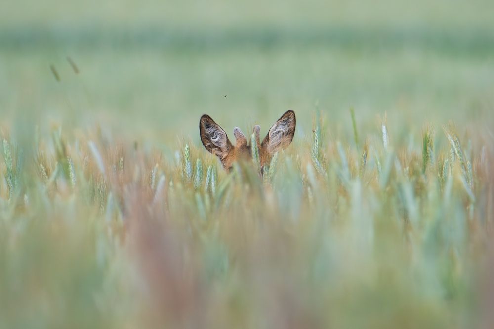 Photograph by Дмитрий Федорако
