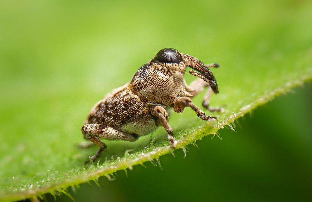 Detailed picture of a beetle.