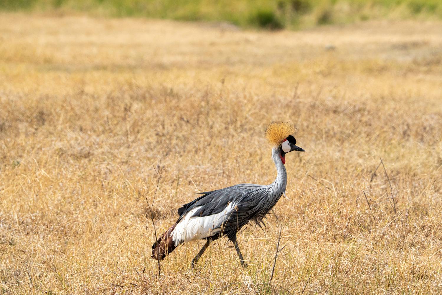 Фотография #13257073