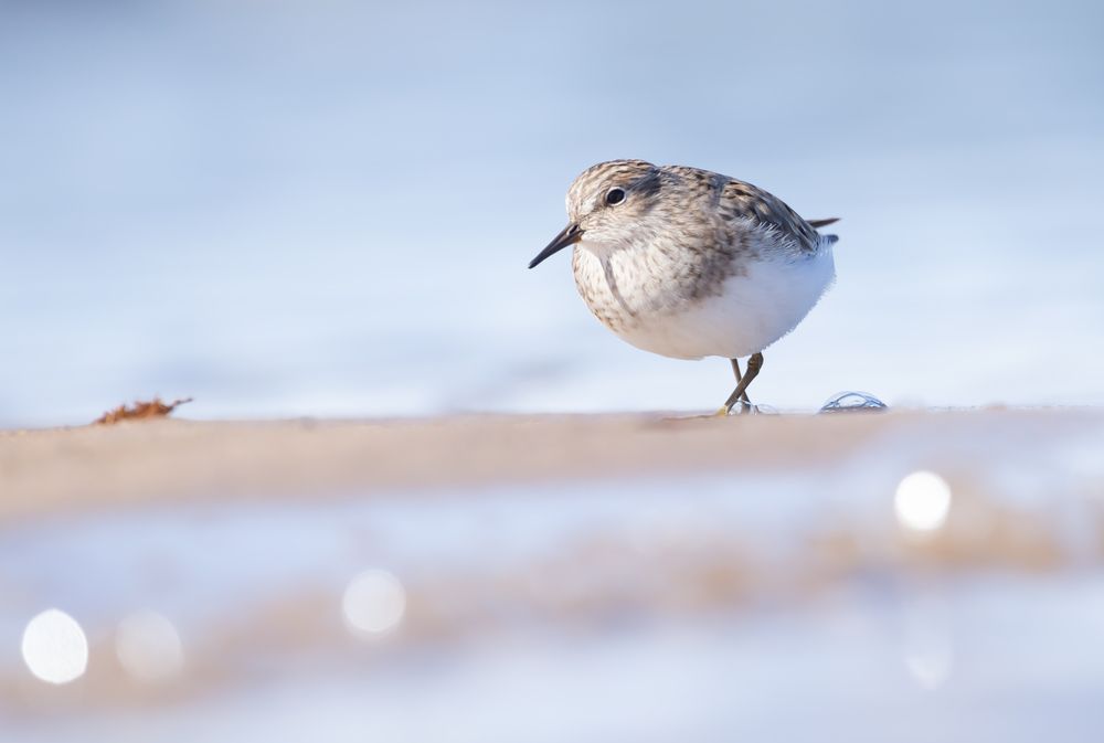 Фотография автора Елена Хорохорина