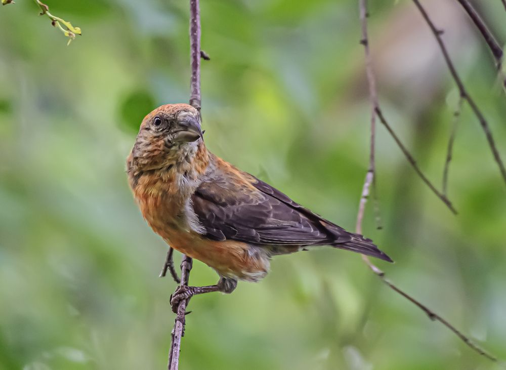 Photograph by Шабалин Игорь