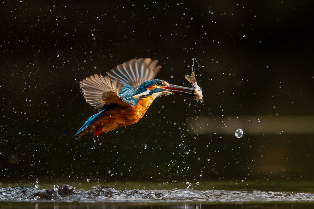 Hunting with Flying Colours!