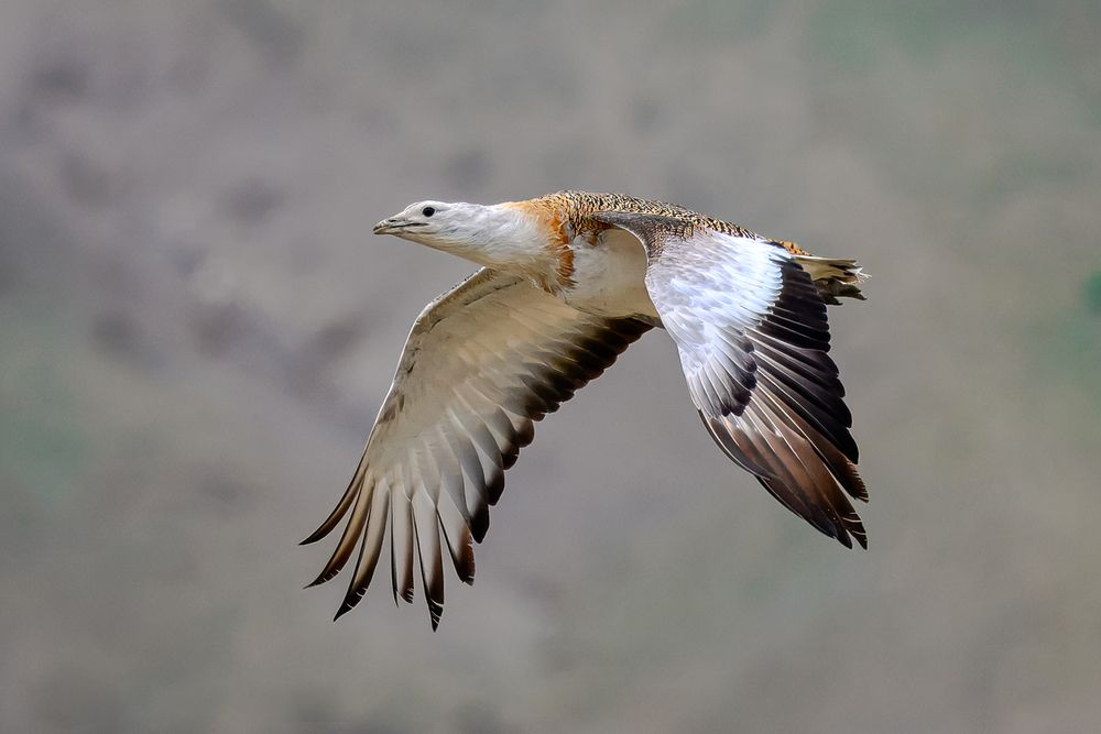 Photograph by Елена Бобаченко