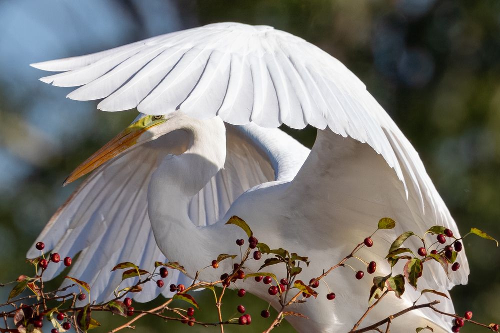 Photograph by Елена Бобаченко