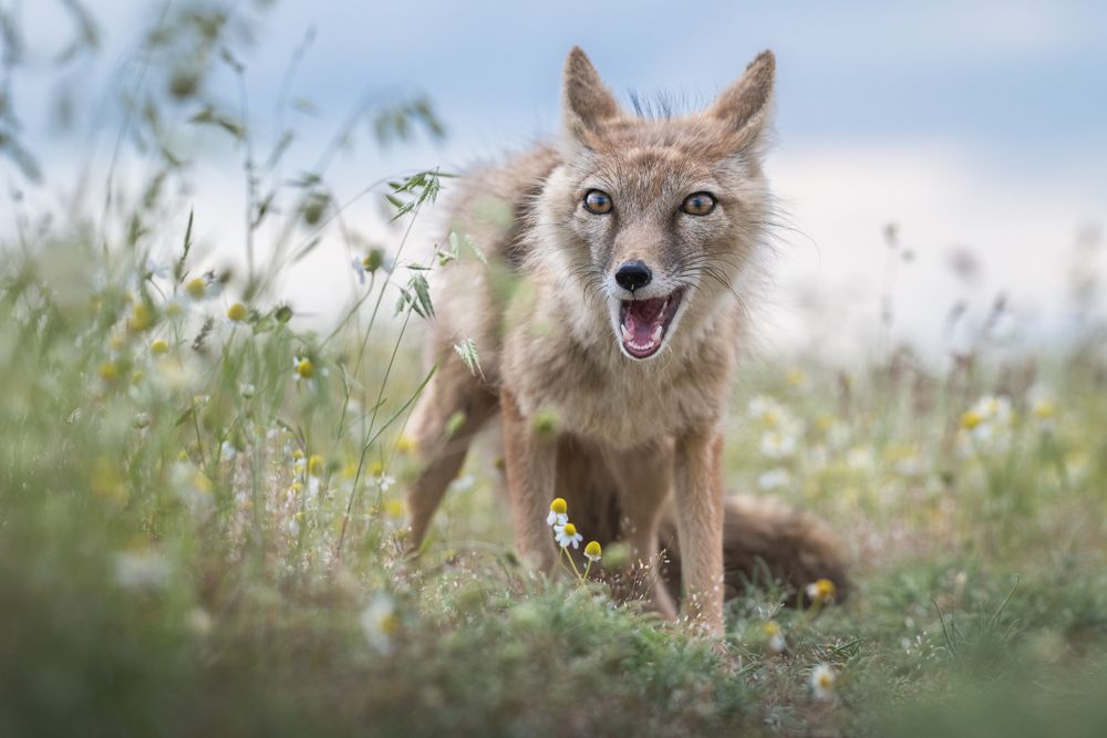 Фотография #13257314