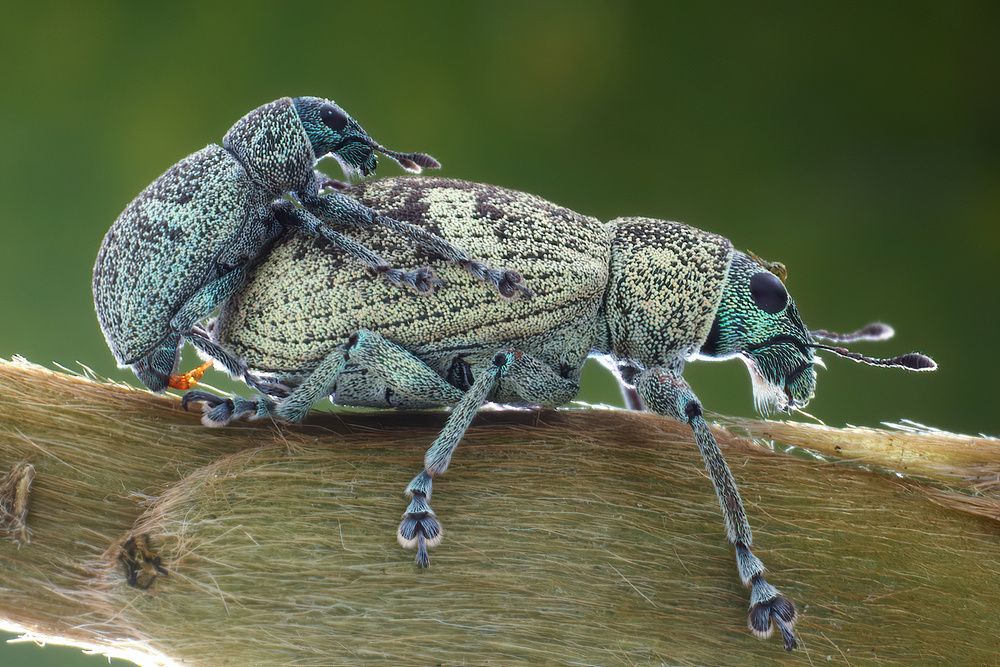 Photograph by Li Chen-You