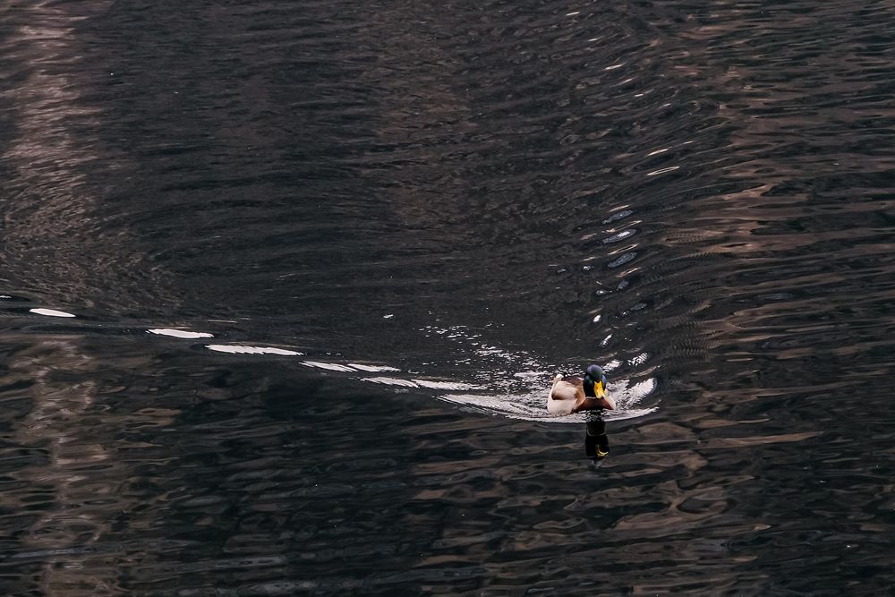 Фотография автора Dmitry