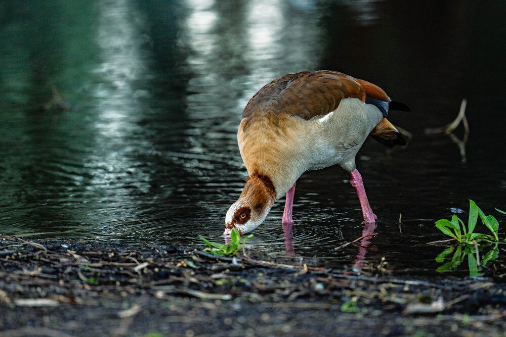 Photograph by Igor Shulkin