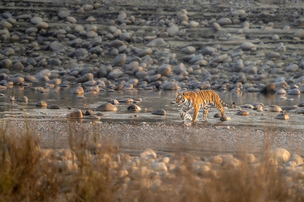 Photograph by mahadevan Arige