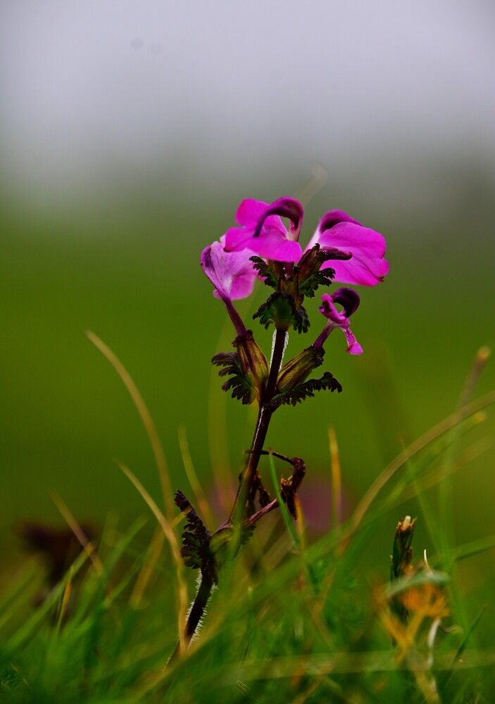 Pink Whisper in the Grass