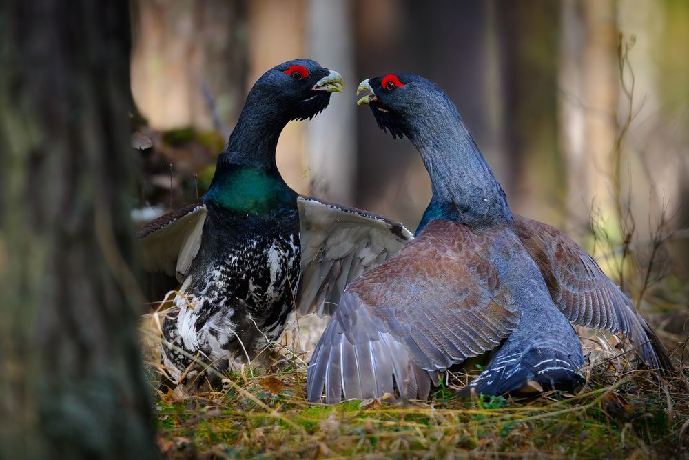 Photograph by Владимир Ежов