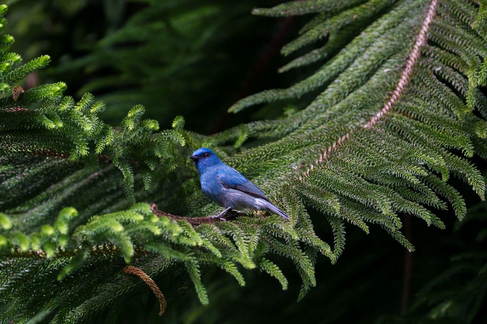 Photograph by Gokula Krishnan Mohan