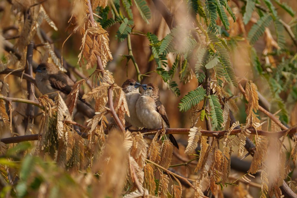 Photograph by Gokula Krishnan Mohan