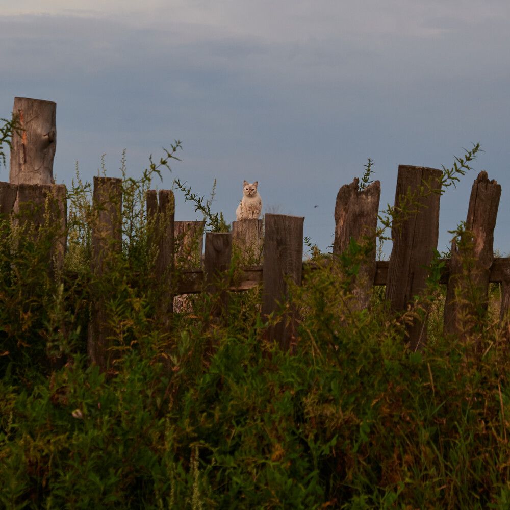 The cat on the pillar