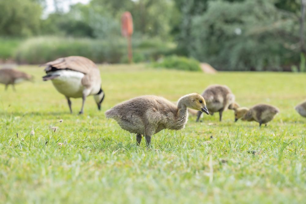 Photograph by Alexander Pakhomov
