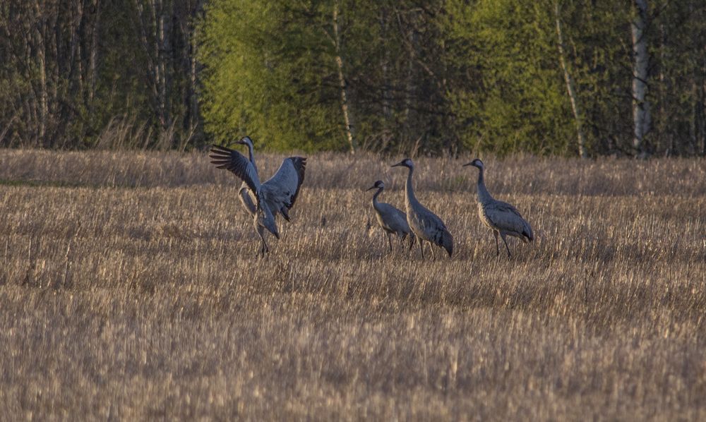 Photograph by Николай Лысцев