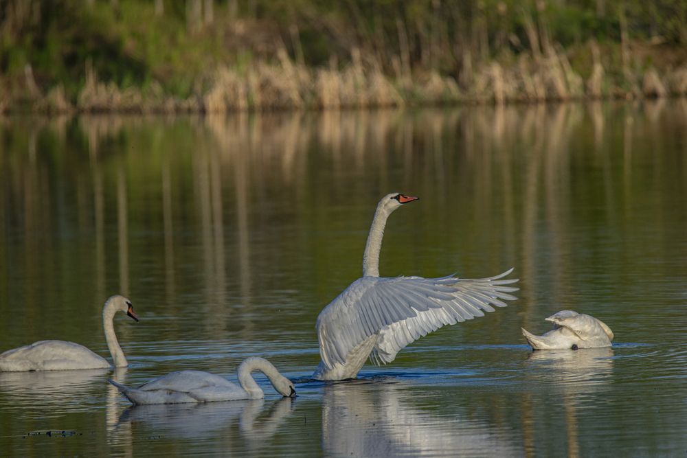 Photograph by Николай Лысцев