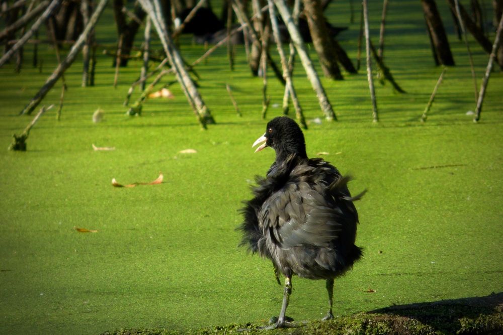 Photograph by Martin Ice