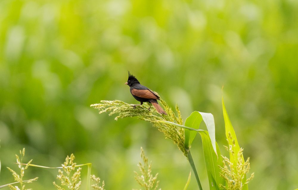 Photograph by MAYANK VERMA