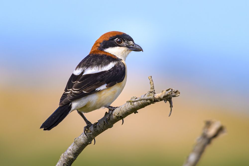 Photograph by Алексей Трубин