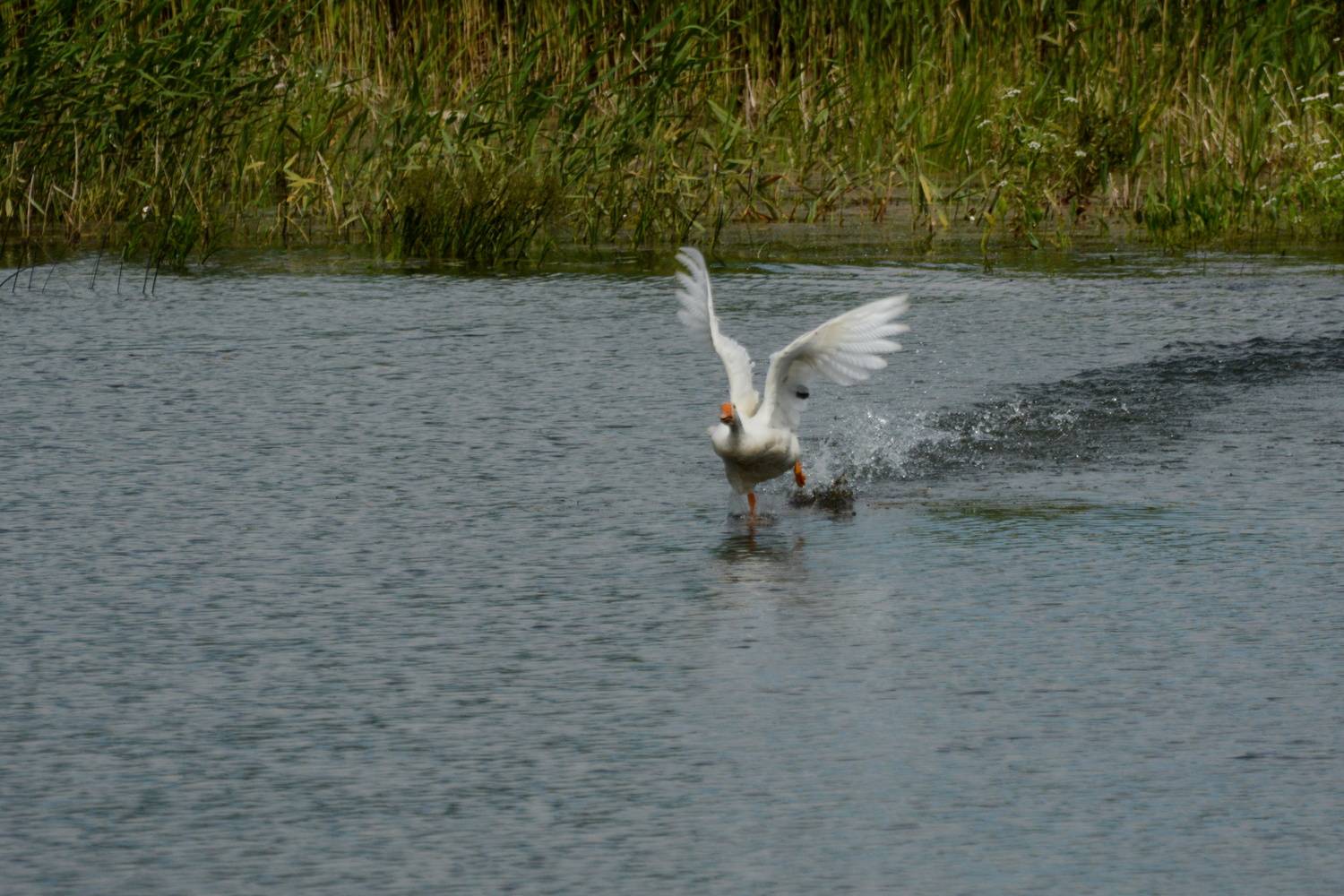 Фотография #13257954