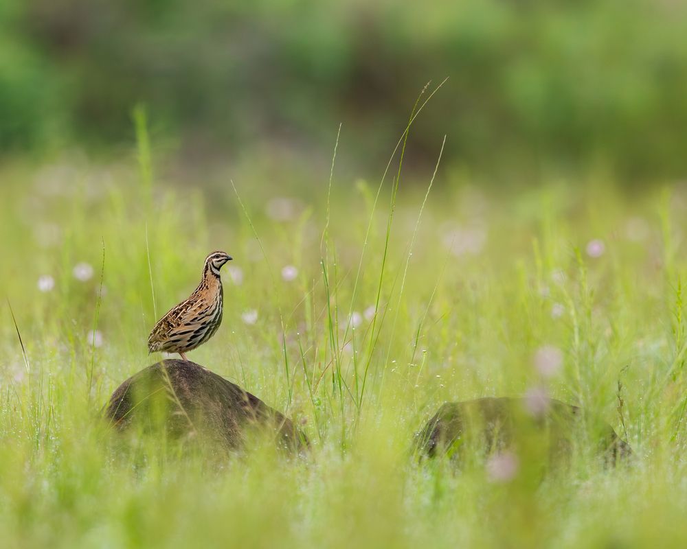 Photograph by Nikhil Parnandi