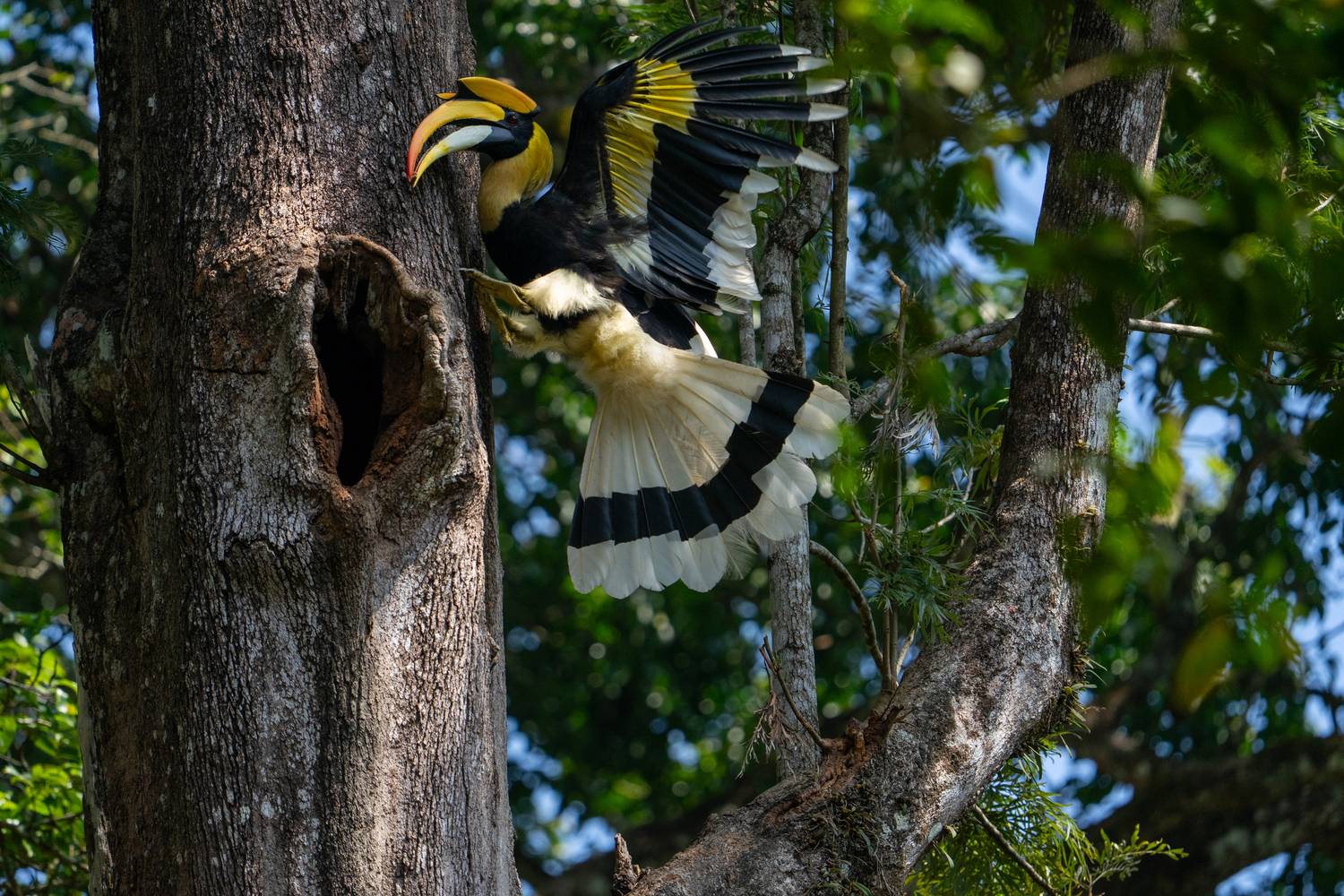 Great Indian hornbill