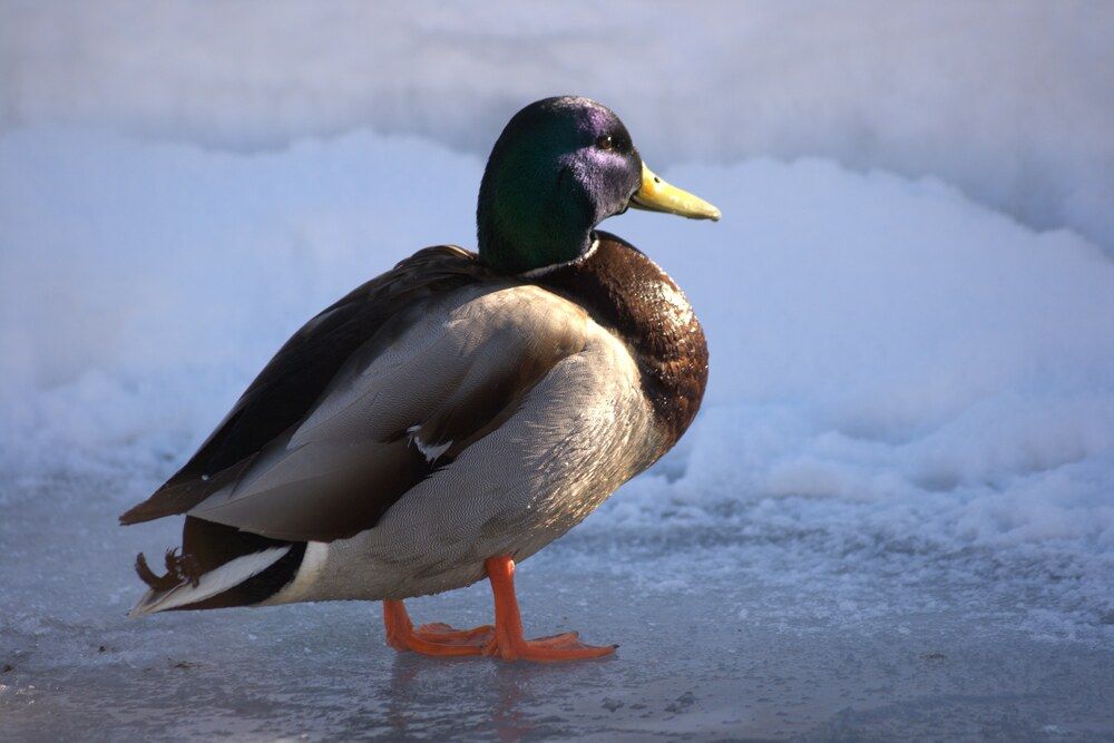 Photograph by Ирина Вассерлауф