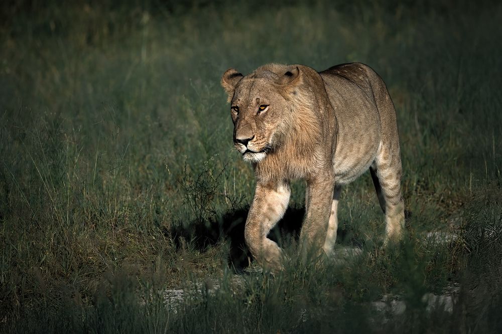 On Patrol