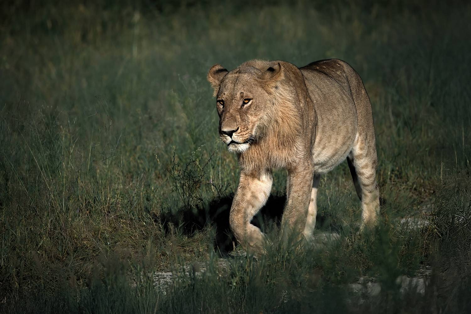On Patrol