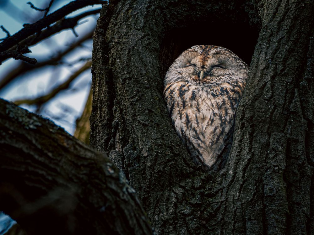 Photograph by Gergely Janovszky